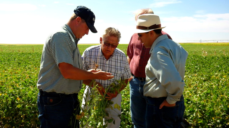 Kansas Dealer with Soy