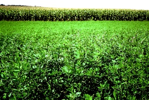 Alfalfa, Clover, and Grasses