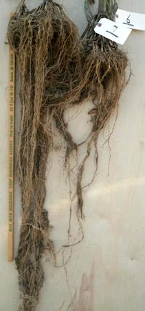 Strong Root Systems