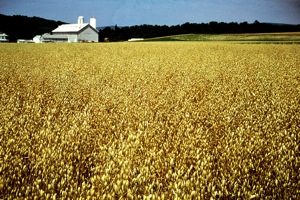 Oats and Planters II